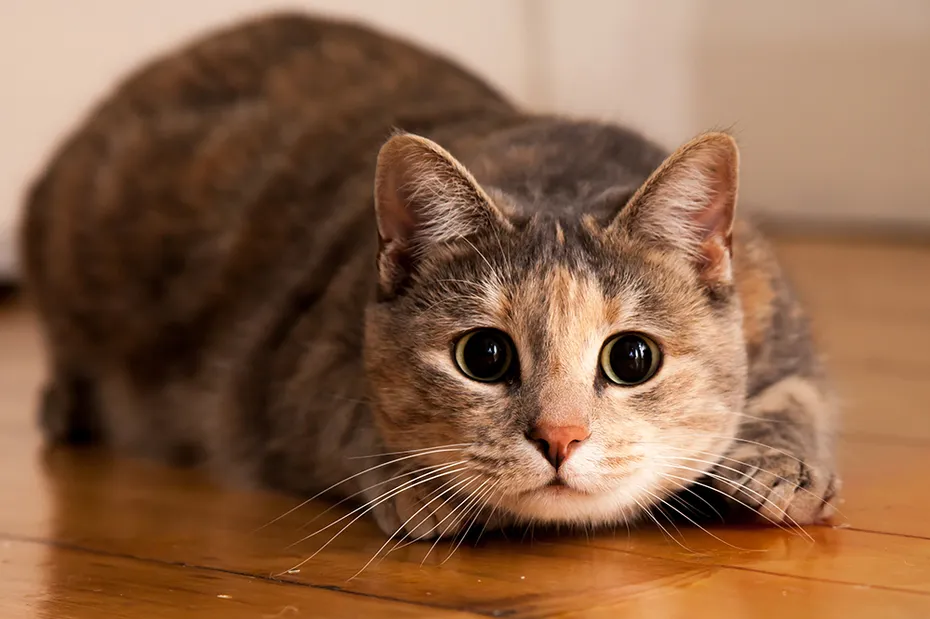 cat with round eyes lying on the floor