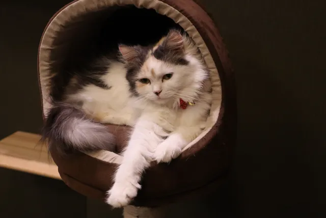 9 Ragamuffin Cat Colors & Patterns (With Pictures & Infographic)