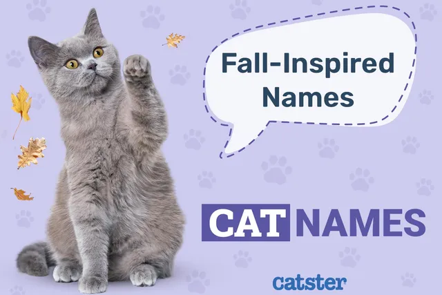 130 Fall-Inspired Cat Names: Ideas for Your Autumn Kitty