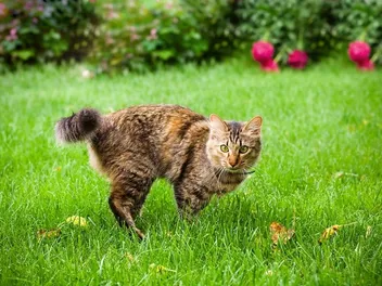 Why Is My Cat Running Sideways? 7 Vet-Reviewed Reasons
