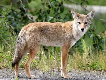 Will Coyotes Eat Cat Food? Vet-Approved Explanation & Safety Tips
