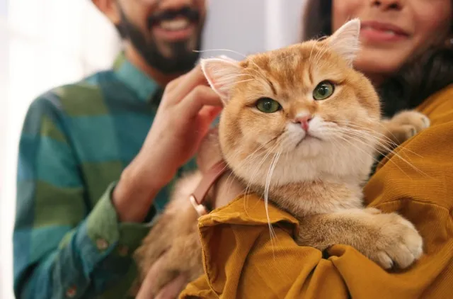 How to Get the Best Cat Care While on Vacation: 5 Vet-Approved Options to Consider