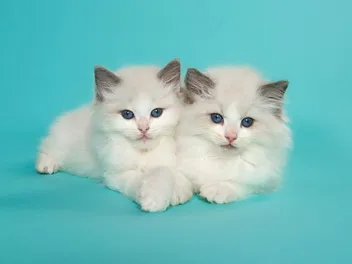 Ragdoll Kittens for Sale in Missouri: Breeders List 2026