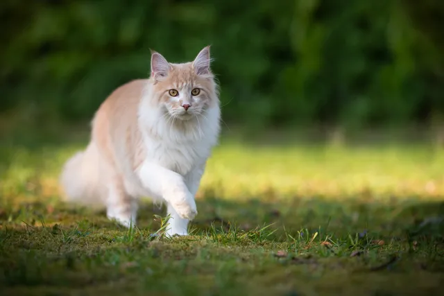 Why is My Cat Pacing? 8 Vet-Verified Reasons & How You Can Help