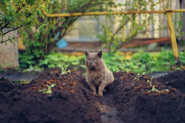 How to Keep Cats Out of Your Yard & Garden: 9 Vet-Approved Methods
