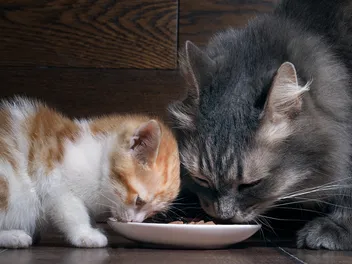 Can Adult Cats Eat Kitten Food? Vet-Verified Facts & FAQ