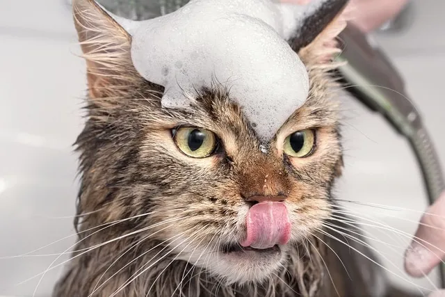 DIY Cat Shampoo: 3 Homemade Recipes With Simple Ingredients