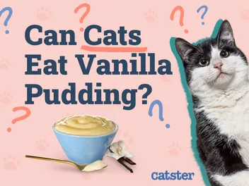 Can Cats Eat Vanilla Pudding? Vet Approved Facts & FAQ