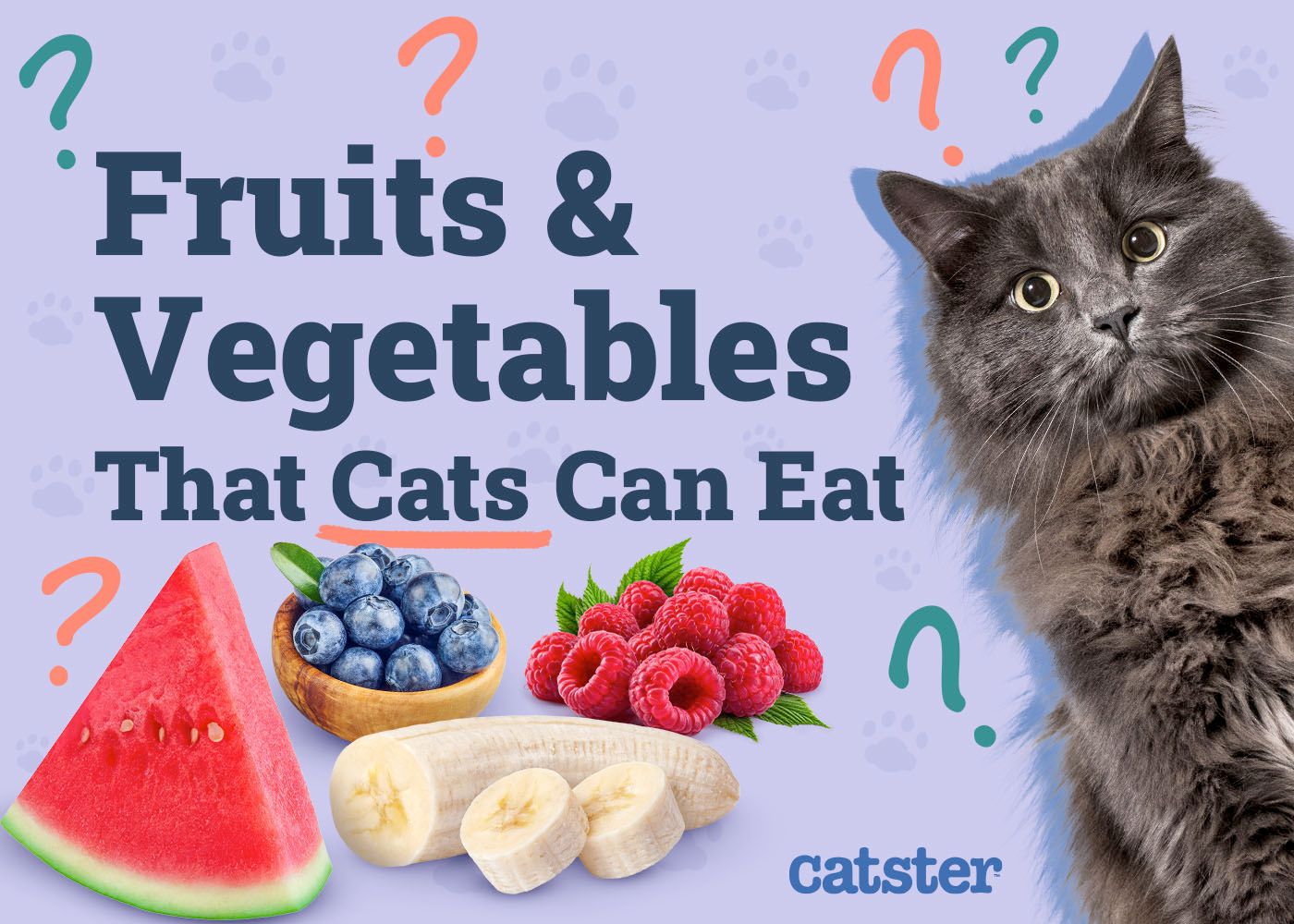Fruits & Vegetables That Cats Can Eat NEW