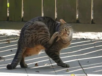 My Cat Is Scratching Their Ears Raw, What's Wrong? Our Vet Answers