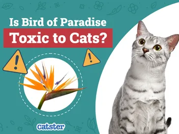 Is Bird of Paradise Toxic to Cats? Vet-Reviewed Houseplants Examined