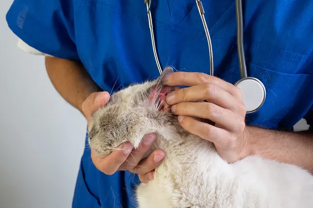 Yeast Infection in Cats (Malassezia Dermatitis): Our Vet Discusses Signs, Causes & Treatment