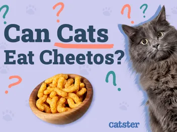 Can Cats Eat Cheetos? Vet Approved Nutrition Facts & FAQ