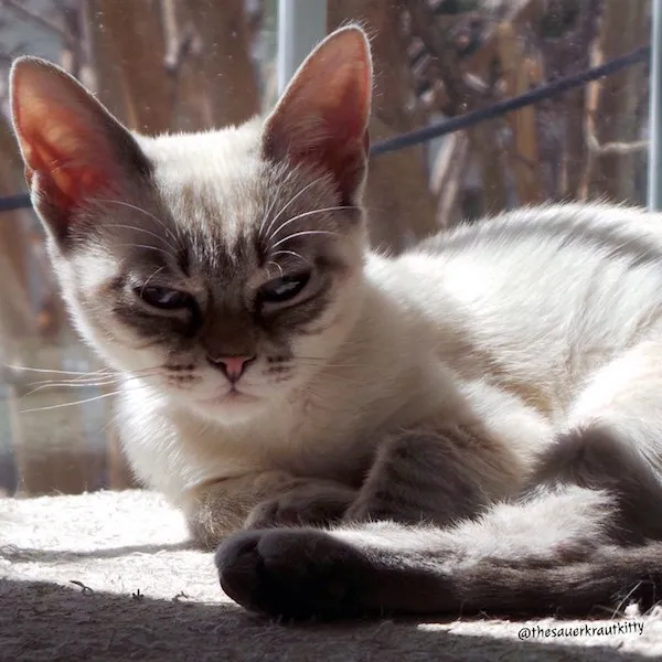 Sauerkraut, the Grumpy Face Kitty