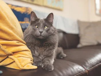 Meet the Feline Sensation Belarus