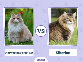 Norwegian Forest Cat vs Siberian Cat: What’s the Difference (With Pictures)