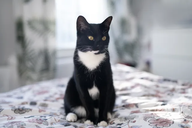 14 Fascinating Facts About Tuxedo Cats