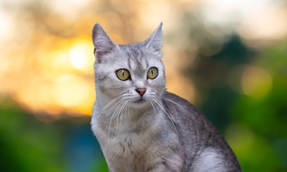 burmilla cat with its luxurious and shimmering silver tipped coat
