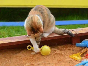 9 Ways to Keep Cats Out of a Sandbox: Vet Approved Tips & Advice