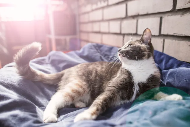 Cats & Daylight Savings Time: Will It Affect My Pet? Vet-Approved Facts & Care Tips