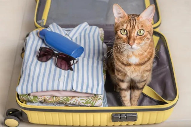 Should You Take Your Cat On Vacation Or Leave Them At Home? Tips & FAQ
