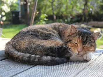 13 Cat Sleeping Positions Explained (With Pictures)