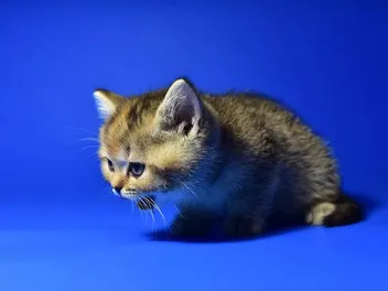 Why Is Your Cat Dry Heaving? 7 Vet-Approved Reasons