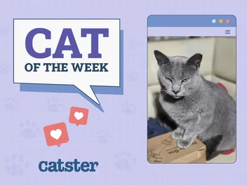 Catster Photo Contest: Cats of the Week Winners (Jan 23, 2025)