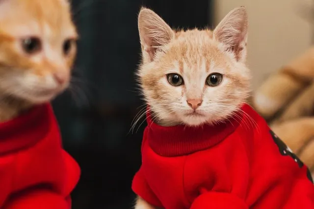 7 Amazing DIY Clothes for Cats You Can Create at Home (With Pictures)