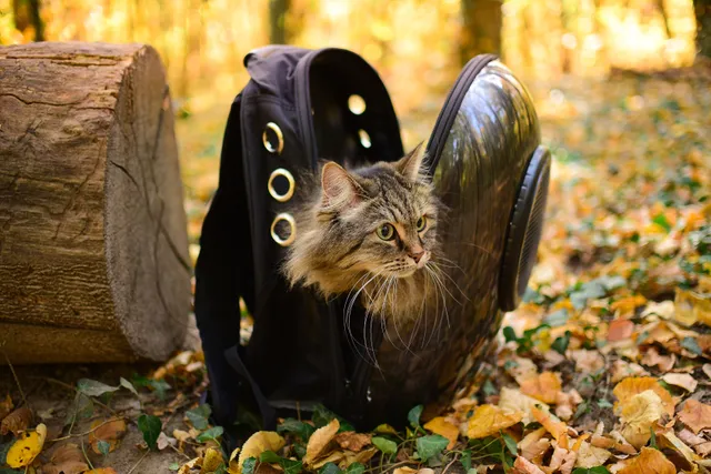 Is It Cruel to Use a Cat Backpack? Vet Reviewed Safety Tips & Risks