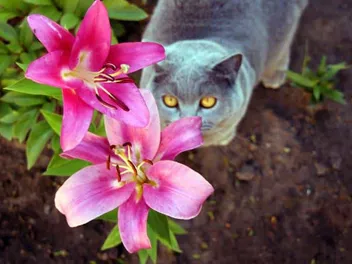 What Flowers Are Dangerous to Cats? 7 Vet-Verfied Threatening Plants