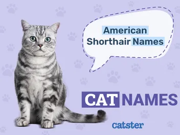 150+ Adorable American Shorthair Cat Names in 2026