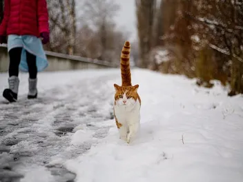 Why Does My Cat Follow Me Everywhere? 6 Vet-Reviewed Reasons for This Behavior