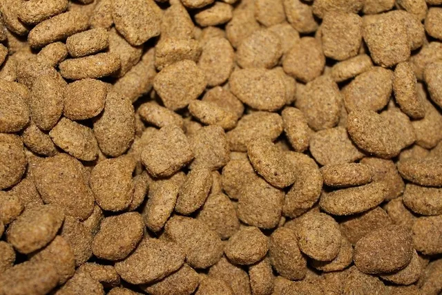 Is Kibble Bad for My Cat? Vet Reviewed Facts & FAQ