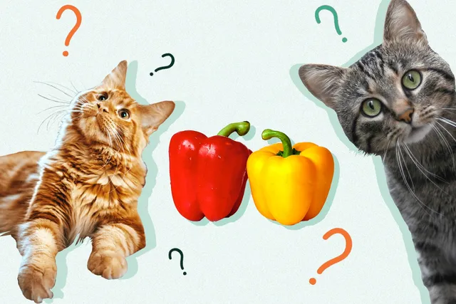 Can Cats Eat Bell Pepper? Our Vet Answers & Provides Safety Info