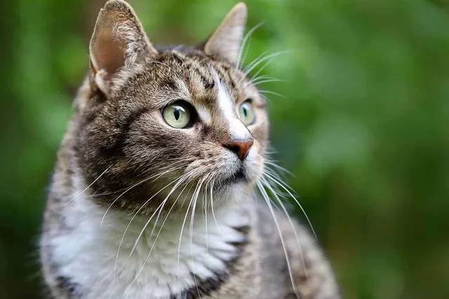 11 European Cat Breeds: Top Choices for Your Home (With Info & Pictures)