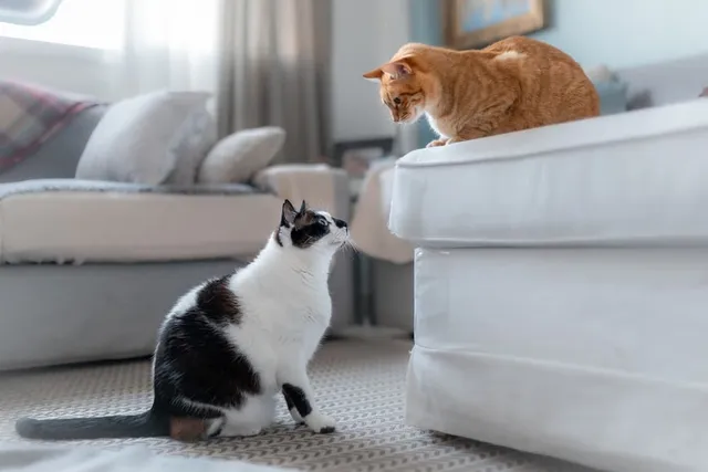 Why Don't Cats Make Eye Contact With Other Cats? 4 Vet-Reviewed Reasons