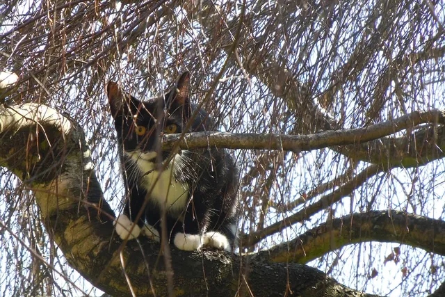 How to Get a Cat Out of a Tree: 5 Vet-Approved Methods