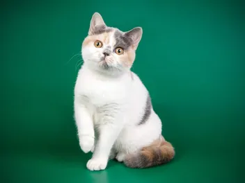 Calico British Shorthair Cat: Info, Pictures, Facts & History