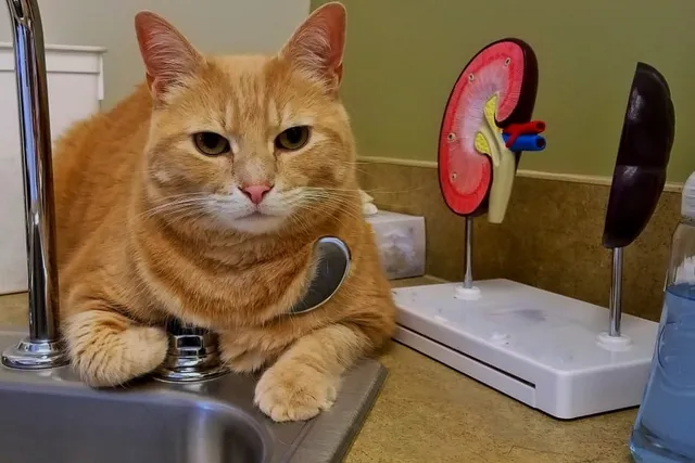 9 Interesting Cat Kidney Facts