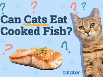Can Cats Eat Cooked Fish? Vet-Reviewed Facts & FAQ