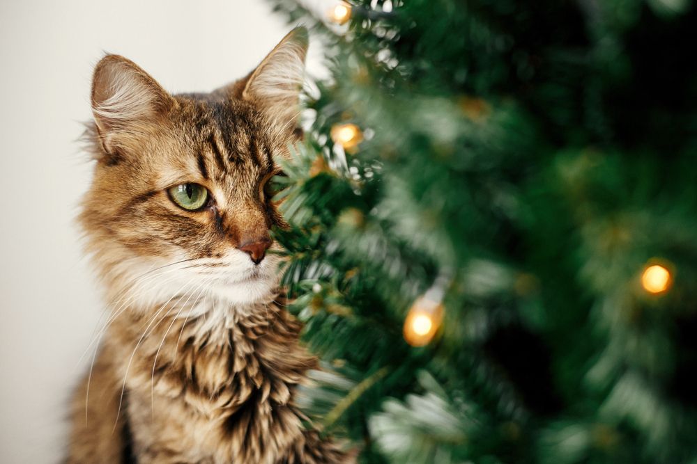 tabby cat sitting behind the christmas tree