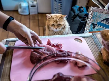 Could This 19th-Century Technology Save Raw Pet Food? How E-Beams Are Changing the Industry