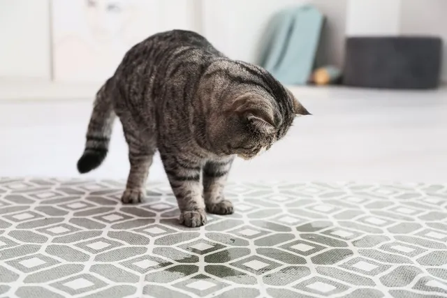 Is Your Cat Not Using the Litter Box? 6 Vet-Approved Causes