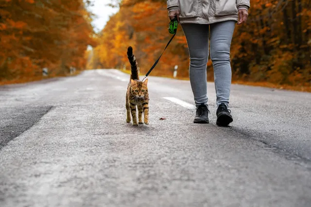 Will My Cat Come Back If I Let Them Outside or Do They Need Training? Our Vet Answers