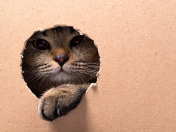 10 Amazing DIY Cardboard Cat Trees You Can Create at Home (With Pictures)