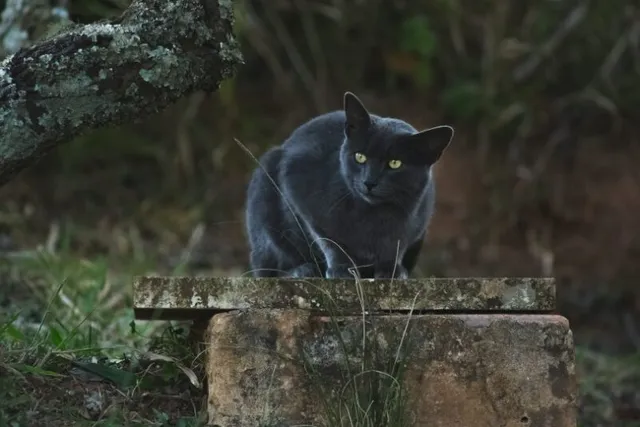 Are Black Cats in Danger on Halloween? The Real Problem Explained