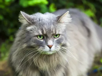 11 Hypoallergenic Cat Breeds for People With Allergies (With Info & Pictures)