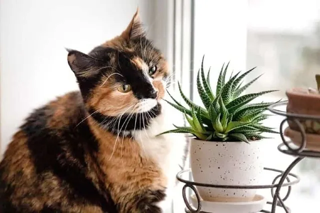 Your Houseplants Could Harm Your Cat — But These 12 Vet-Approved Ones Won’t!