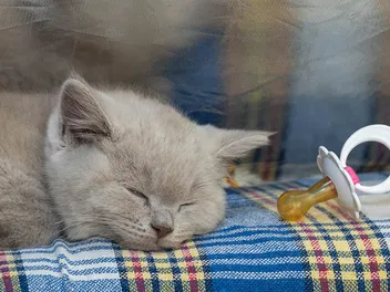 How to Make a Kitten Pacifier at Home: 2 Easy Options